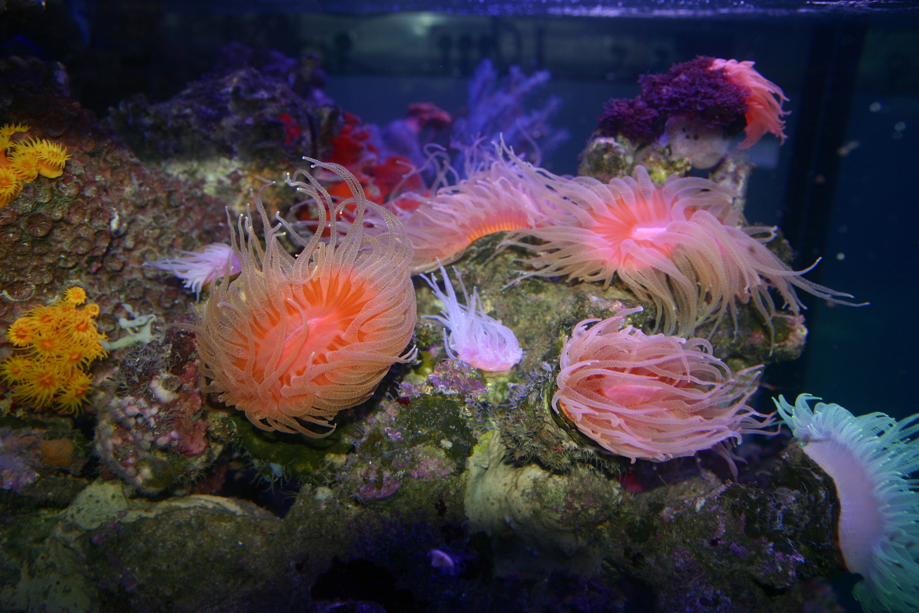 Представитель Семейства Flabellidae